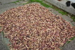 230 - Copie